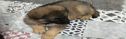 German Shepherd dogs for sale: Gorgeous German Shepherd puppies  - Advert 13