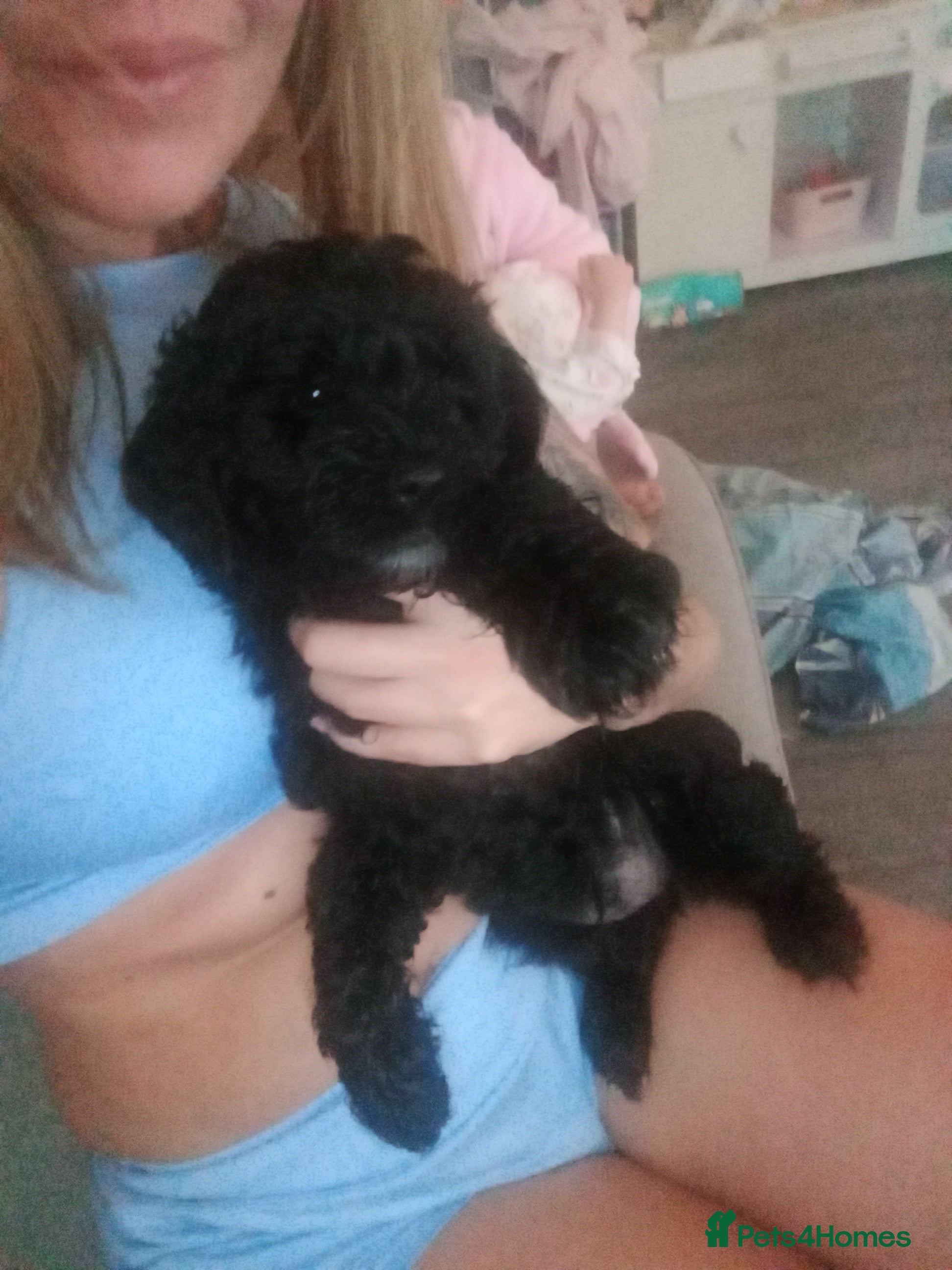 Cockapoo dogs Fb1 cockapoos puppies - Advert 4