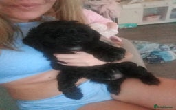 Cockapoo dogs for sale: Fb1 cockapoos puppies - Image 1