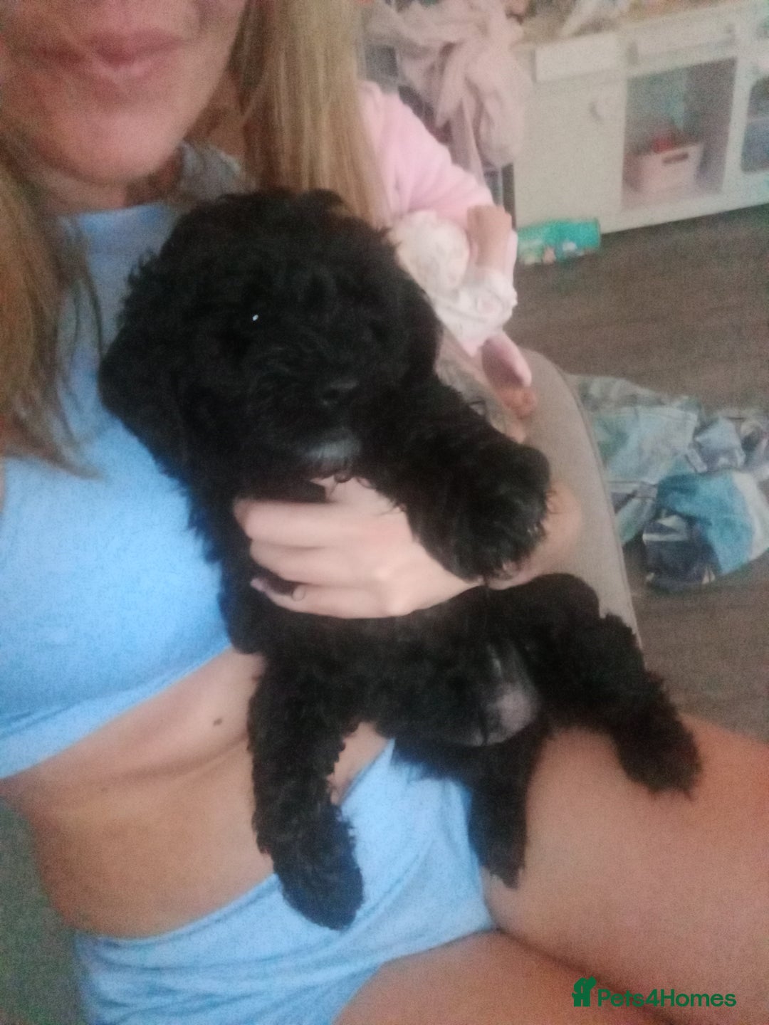 Cockapoo dogs for sale: Fb1 cockapoos puppies - Image 1