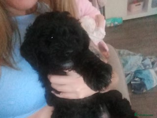 Cockapoo dogs - Advert 5