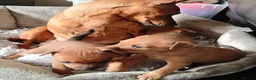 Miniature Pinscher dogs for sale: Lovely red boy ready for loving home in Edinburgh - Advert 25