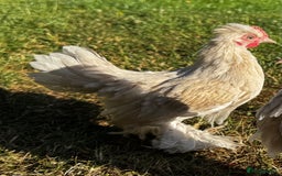 Chickens poultry for sale: Beautiful pair of Sablepoot Burmese chickens  - Image 3