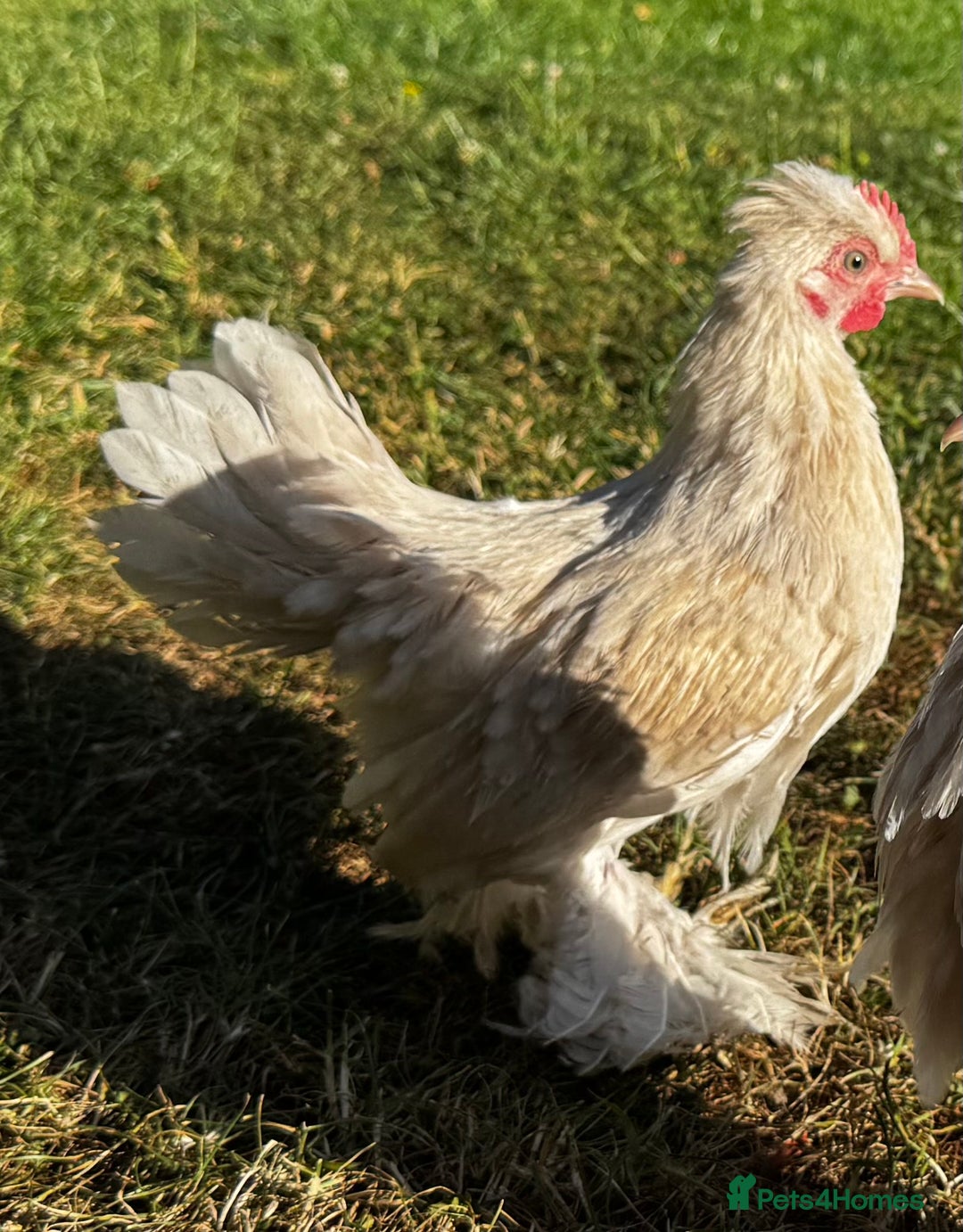Chickens poultry for sale: Beautiful pair of Sablepoot Burmese chickens  - Image 3