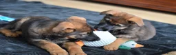 German Shepherd dogs for sale: Shorthaired German Shepherd  - Advert 33