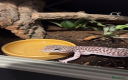 Leopard Gecko reptiles for sale: female leopard gecko - can come with viv and stand - Advert 2