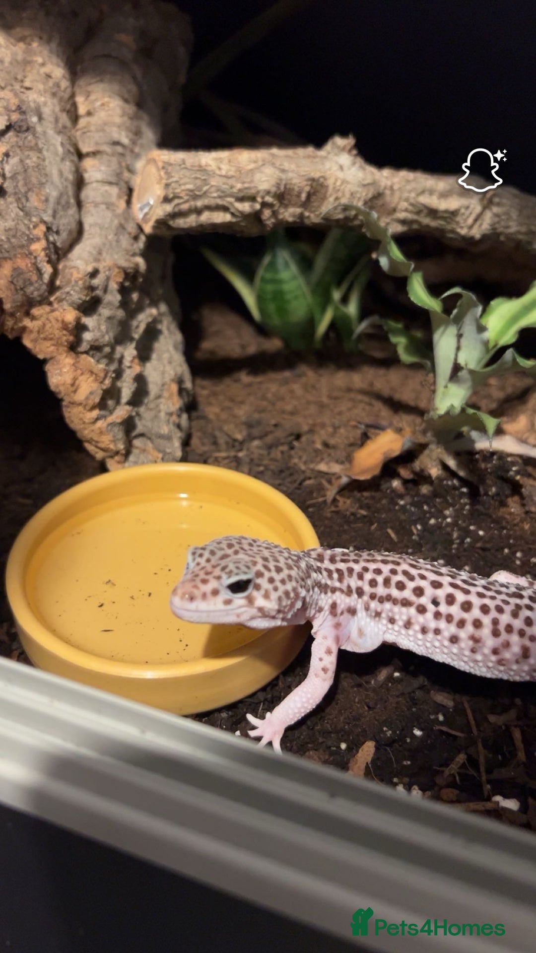 Leopard Gecko reptiles for sale: female leopard gecko - can come with viv and stand - Advert 2