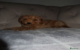 Toy Poodle dogs for sale: Toy poodle puppy - Image 9