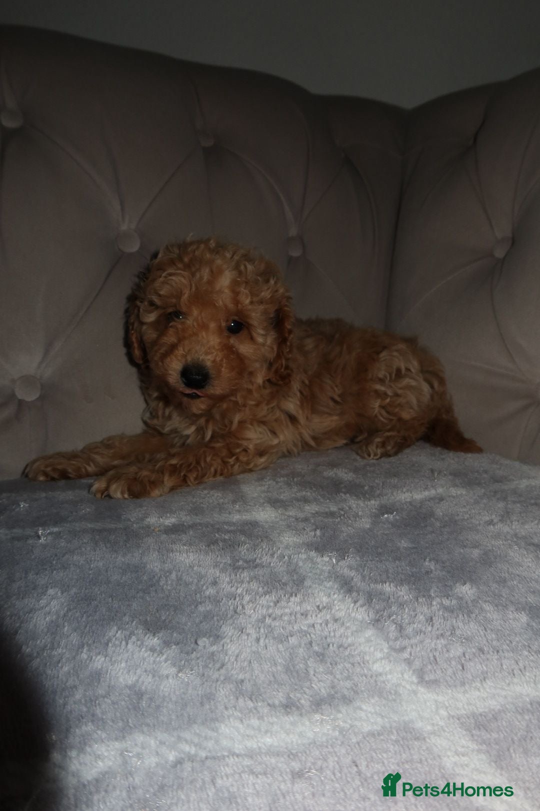 Toy Poodle dogs for sale: Toy poodle puppy - Image 9