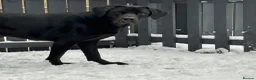 Labrador Retriever dogs for sale: Male black Labrador Retriever  - Advert 6