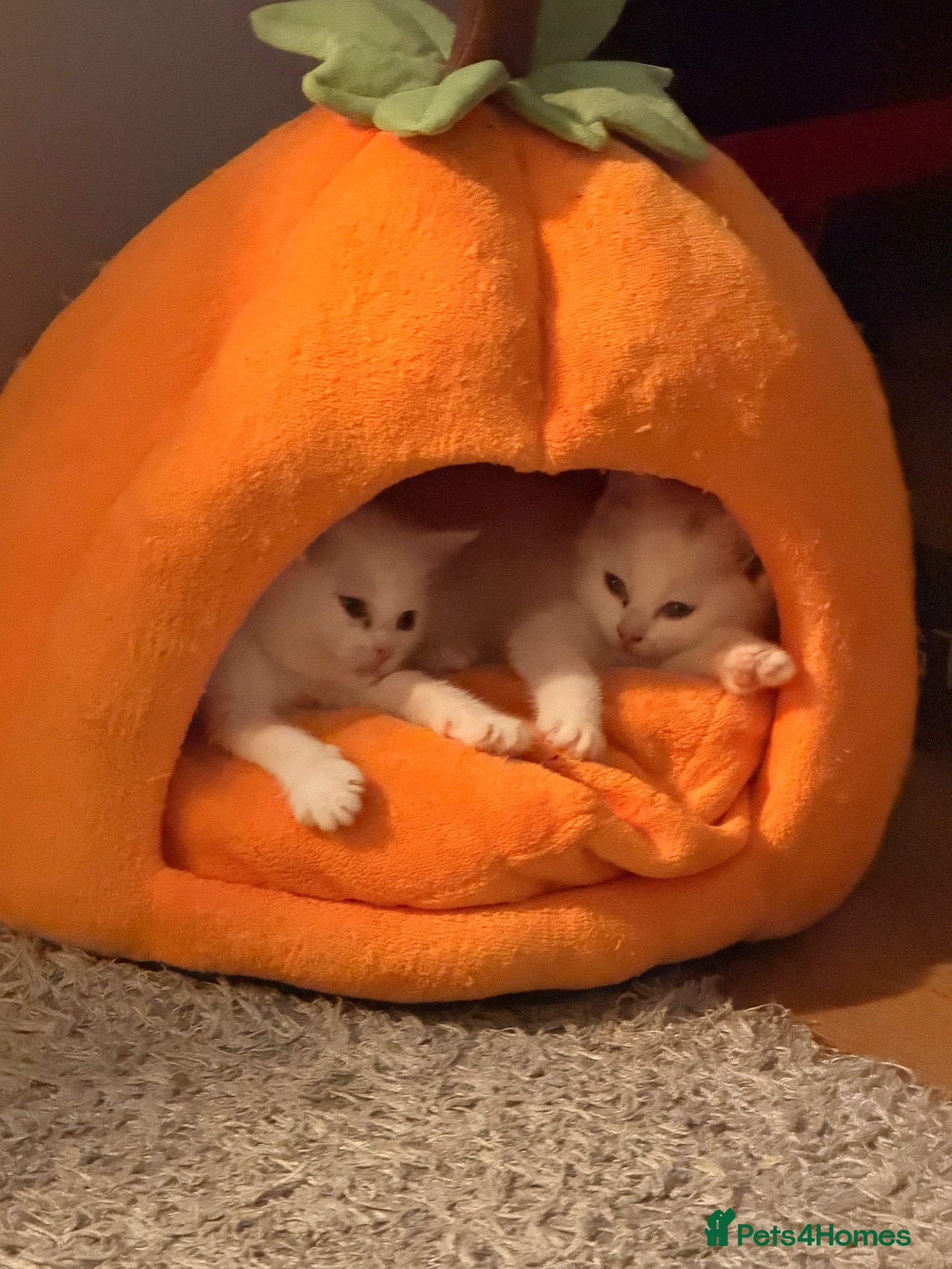 Mixed Breed cats for sale: Beautiful white kittens  - Advert 2