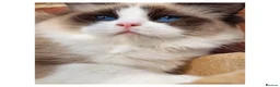 Ragdoll cats for sale: ✨️Champion European lines. Tica registered - Advert 28