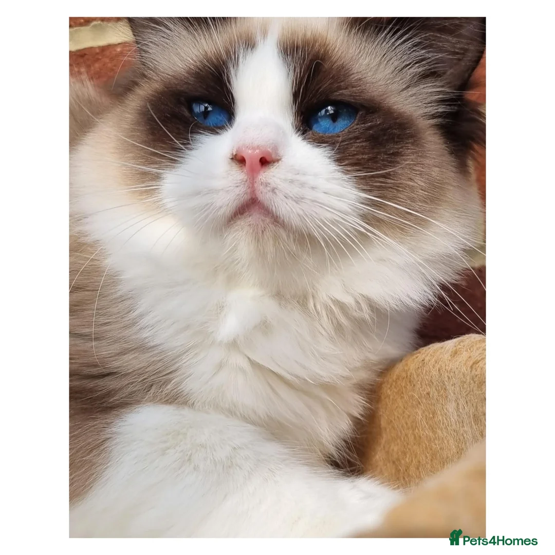 Ragdoll cats for sale: ✨️Champion European lines. Tica registered - Advert 28