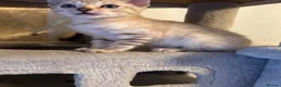 Bengal cats for sale: Bengal kittens blue eye snow and a green eye mink in Bradford - Advert 7