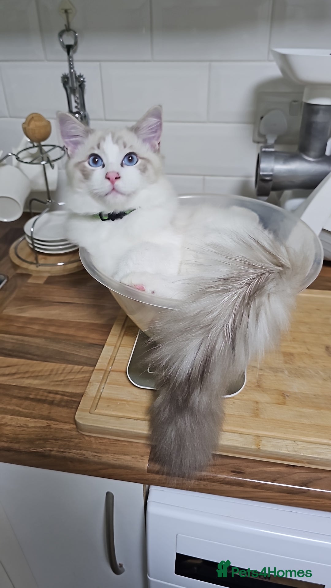 Ragdoll cats for sale: Pedegree Active Gccf 2 boys left  - Advert 35