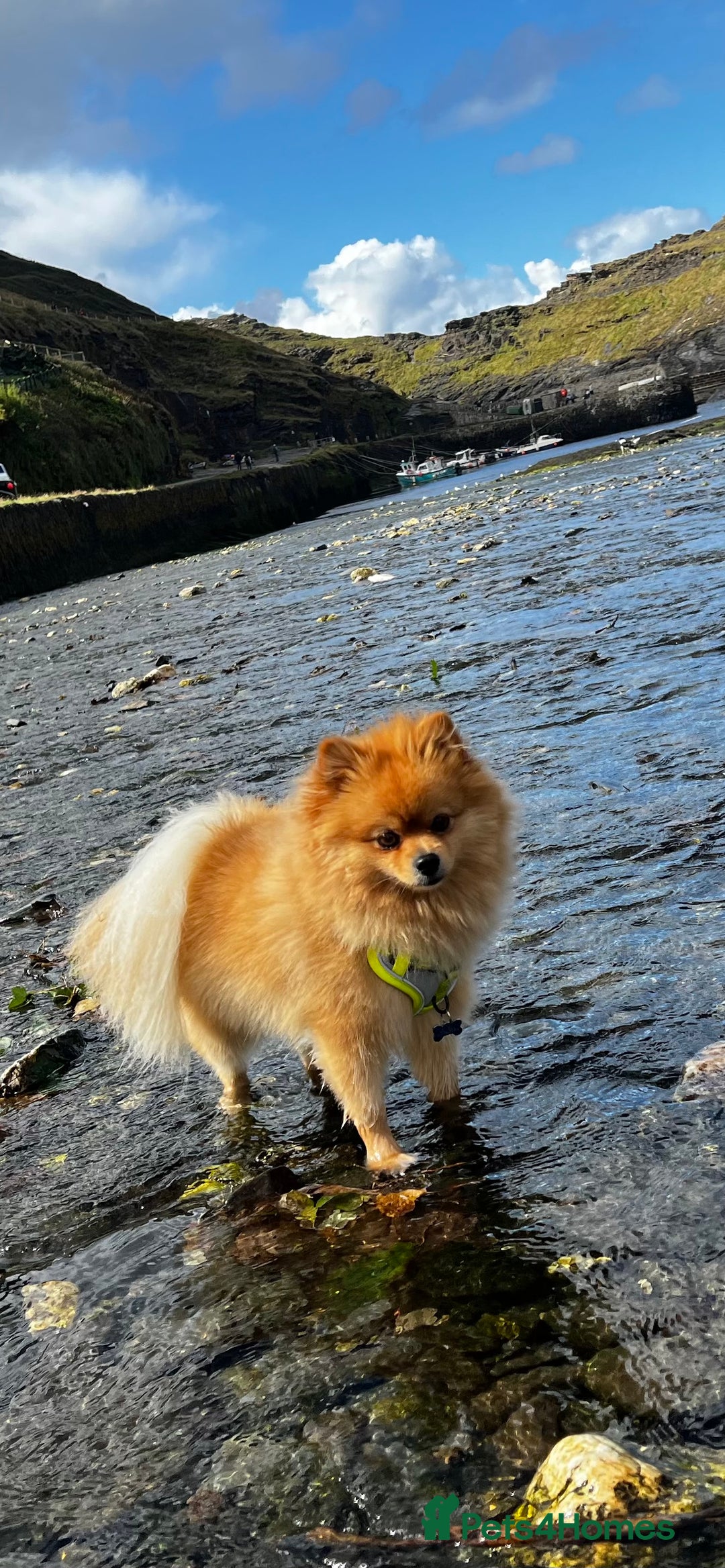 Pomeranian dogs for stud: Stunning proven pedigree Pomeranian for stud. - Advert 7