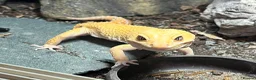 Leopard Gecko reptiles for sale: Leopard gecko with full setup - Advert 2