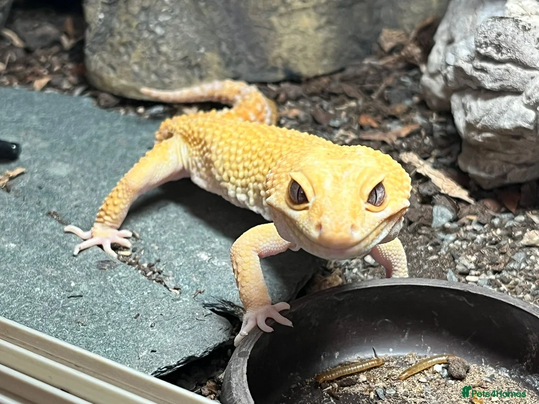 Leopard Gecko reptiles for sale: Leopard gecko with full setup - Advert 2