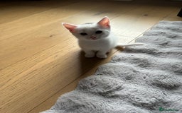European cats for sale: 8-Week-Old Kitten Looking for a New Home 🐾 - Image 3