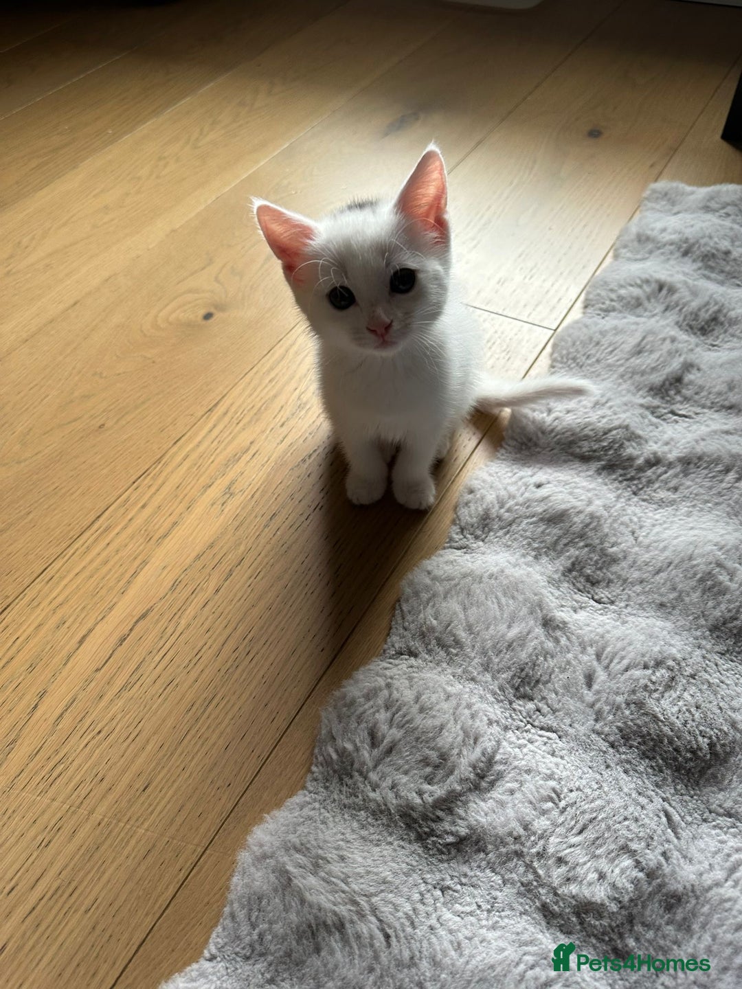 European cats for sale: 8-Week-Old Kitten Looking for a New Home 🐾 - Image 3