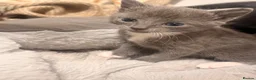 Mixed Breed cats for sale: Grey female kitten last of litter  - Advert 3