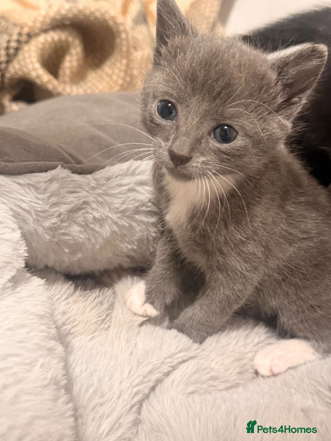 Mixed Breed cats for sale: Grey female kitten last of litter  - Advert 3