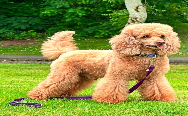 Miniature Poodle dogs in Livingston - Advert 7