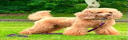 Miniature Poodle dogs for stud: Red KC registered miniature poodle - Health tested in Livingston - Advert 1