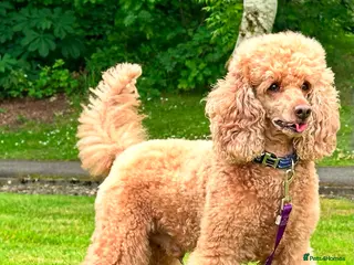 Miniature Poodle dogs Red KC registered miniature poodle - Health tested in Livingston - Advert 17