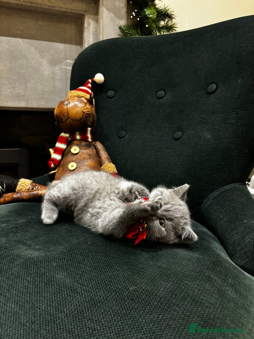 British Shorthair cats for sale: British Shorthair Kittens - Advert 37