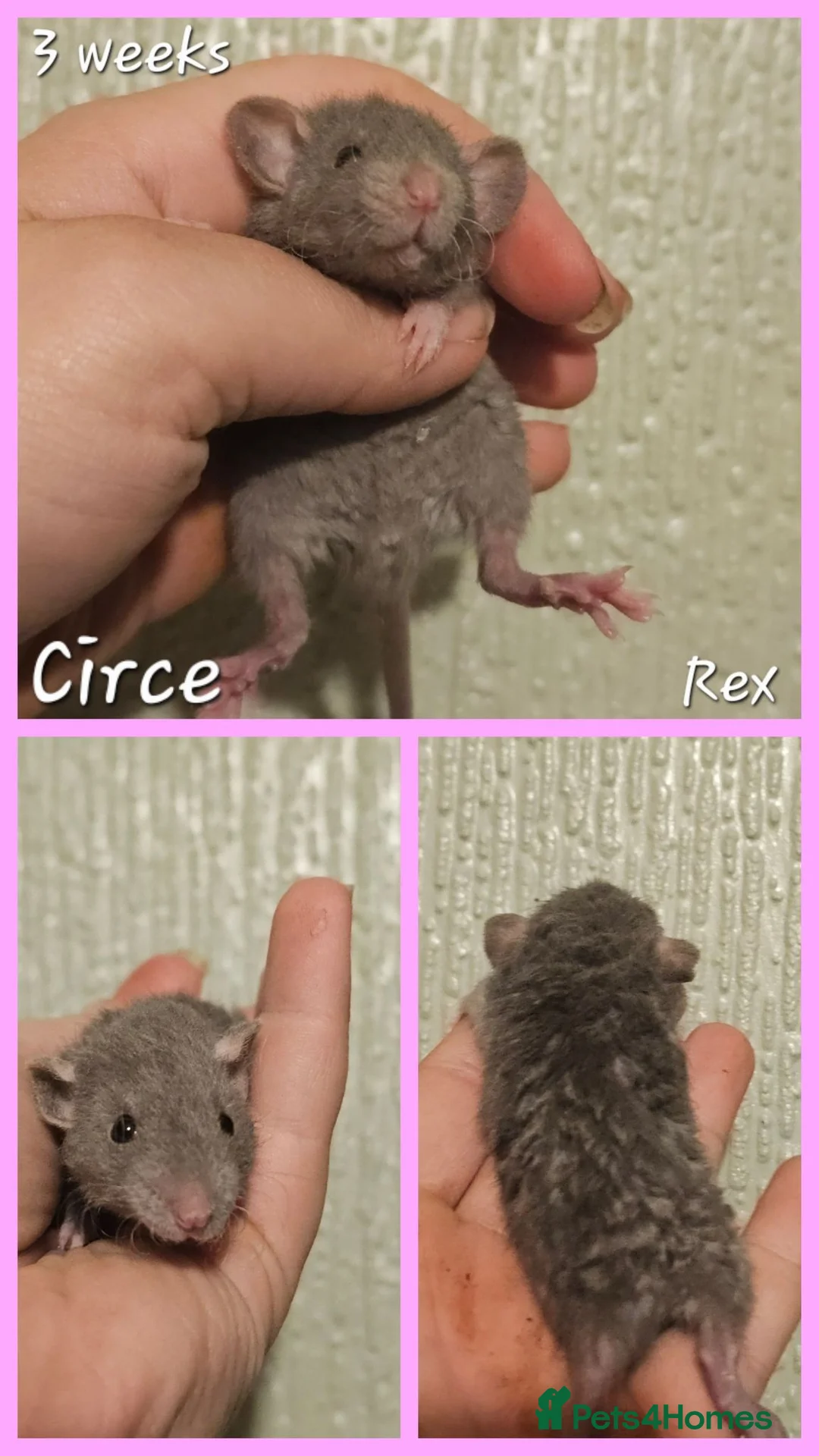 Rat rodents for sale: Baby Dumbo Rats - Girls - FOR RESERVE - REX, DR - Advert 2