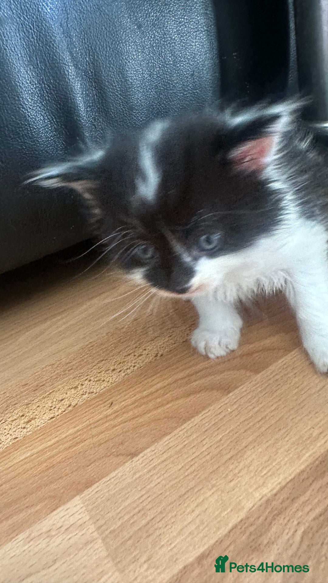 Ragdoll cats for sale: Beautiful ragdoll x British long hair kittens sale - Image 3