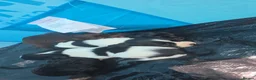 Sprocker dogs for sale: Sprocker puppies in Fraserburgh - Advert 13