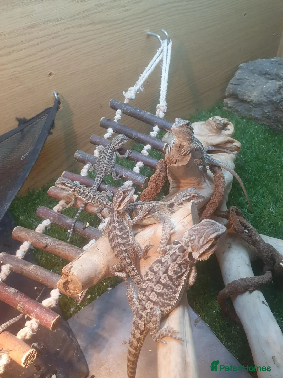 Bearded Dragon reptiles for sale: Citrus bearded dragons babies het translucent - Advert 2