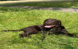 Labrador Retriever dogs for stud: Chocolate Lab for Stud - Image 3