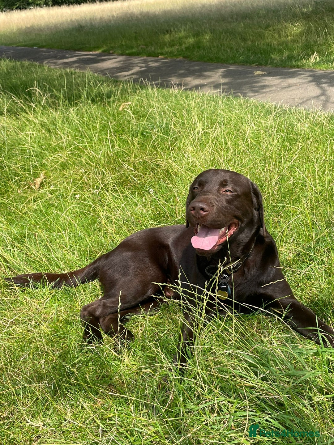 Labrador Retriever dogs for stud: Chocolate Lab for Stud - Image 3