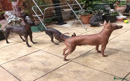 Mexican Hairless dogs for sale: Beautiful little boy 18week old - Image 1