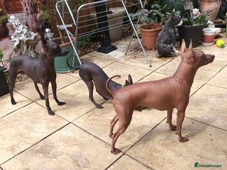 Mexican Hairless dogs - Advert 34