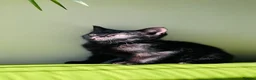 Mixed Breed cats for sale: Kittens for sale ,mixed breed, wonderful behaviour - Advert 14