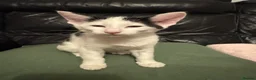 Mixed Breed cats for sale: Peterbald x Kittens in Dalkeith - Advert 4