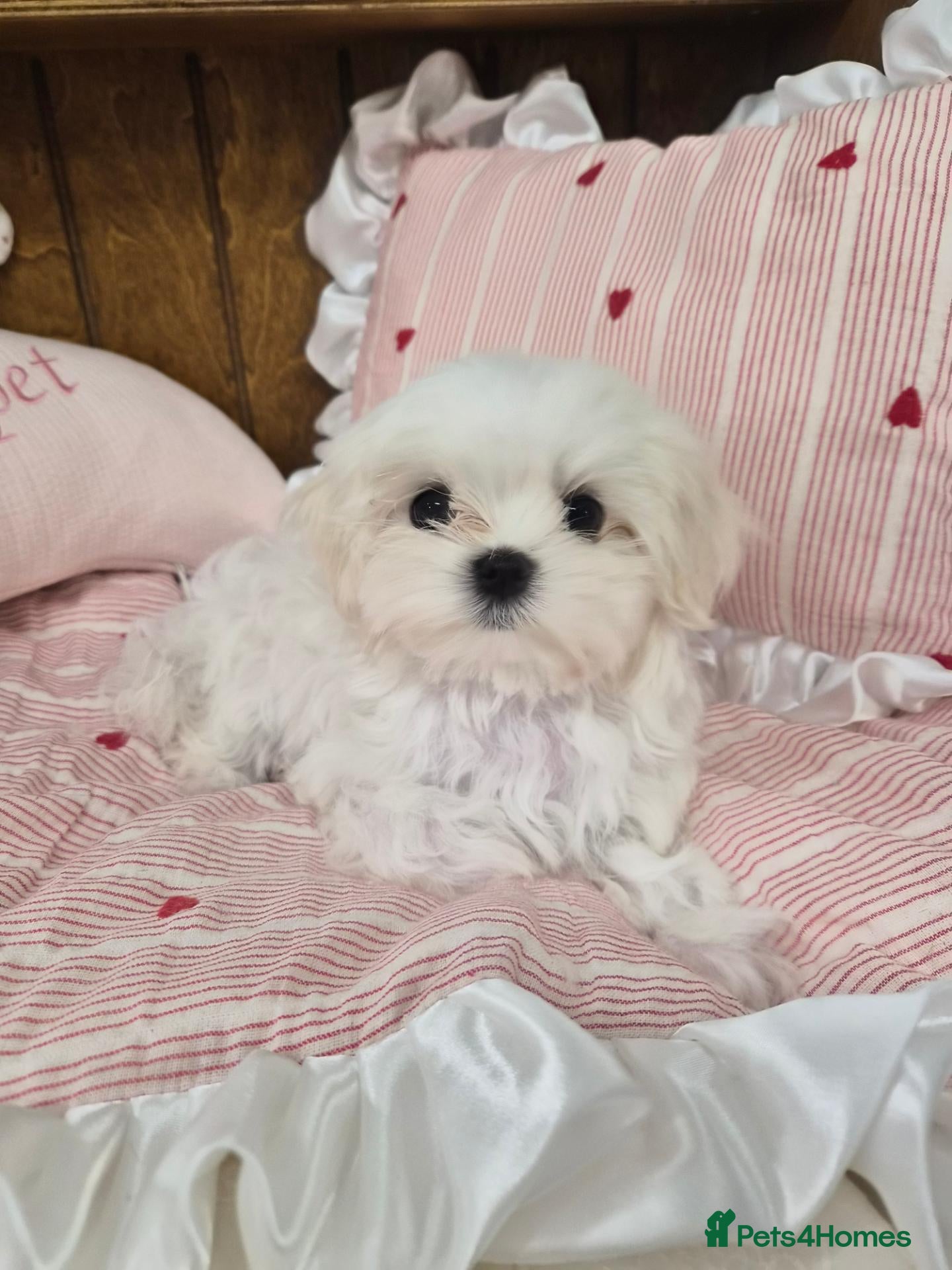 Maltese dogs 100% Pure‑bred Korean‑line Micro Maltese Puppies - Advert 1