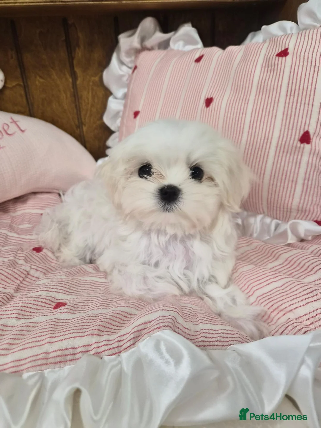 Maltese dogs for sale: 100% Pure‑bred Korean‑line Micro Maltese Puppies - Advert 1