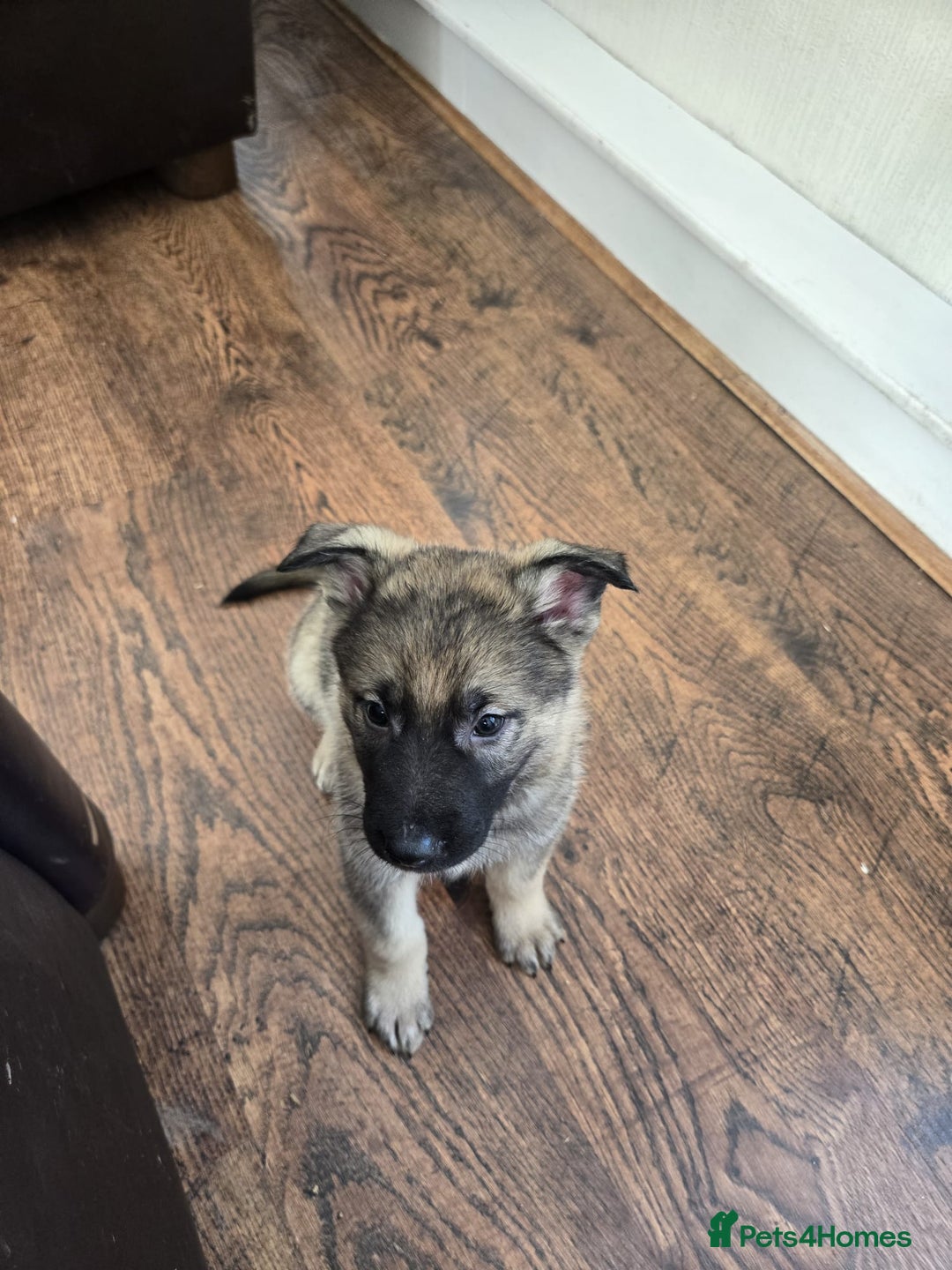 Mixed Breed dogs for sale: German Shepherd x Northern Inuit Puppies - Image 8