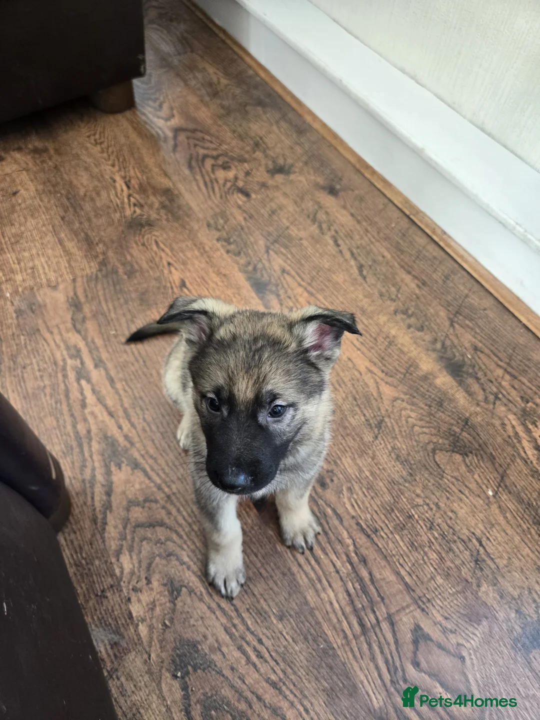 Mixed Breed dogs for sale: German Shepherd X Puppy - ready for a home - Advert 14