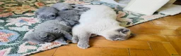 British Shorthair cats for sale: Chunky GCCF British shorthair  - Advert 4