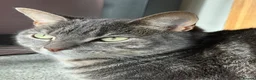Russian Blue cats for sale: Adorable 2 year old tabby cat - Advert 6