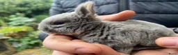 Rex rabbits for sale: Baby opal blue, showline, mini rex  - Advert 7
