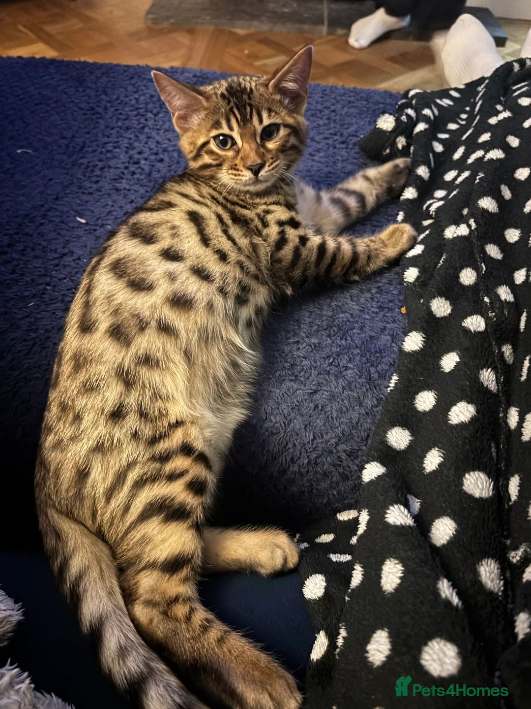 Bengal cats for sale: Pure bread Bengals - Advert 20