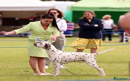 Dalmatian dogs for sale: Stunning KC dalmation puppies for sale! - Image 30