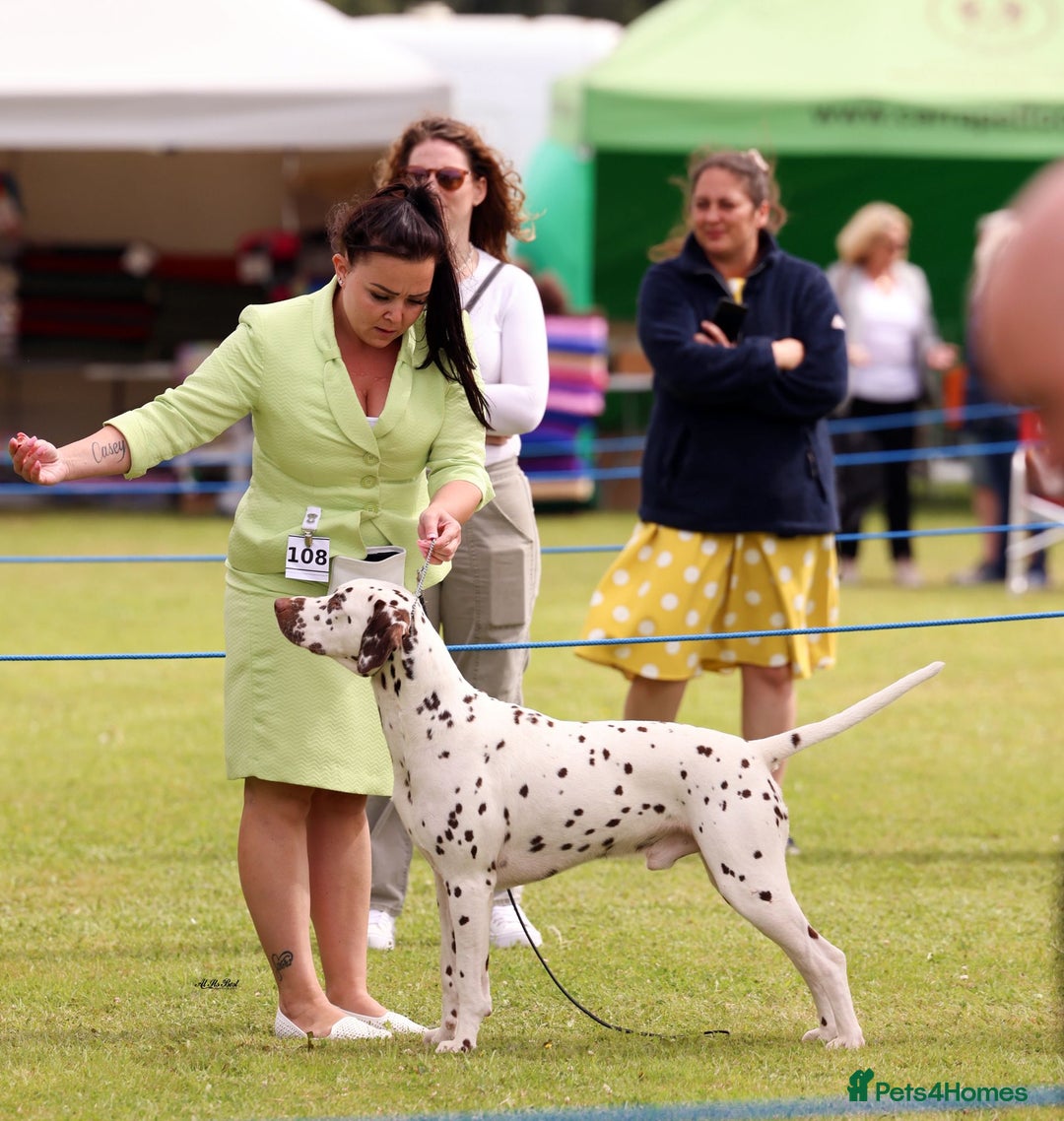 Dalmatian dogs for sale: Stunning KC dalmation puppies for sale! - Image 30
